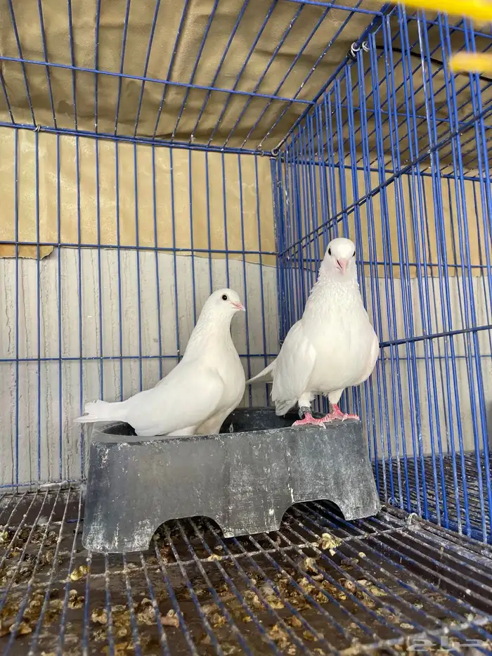 للبيع حمام صنعاوي ابيض 1