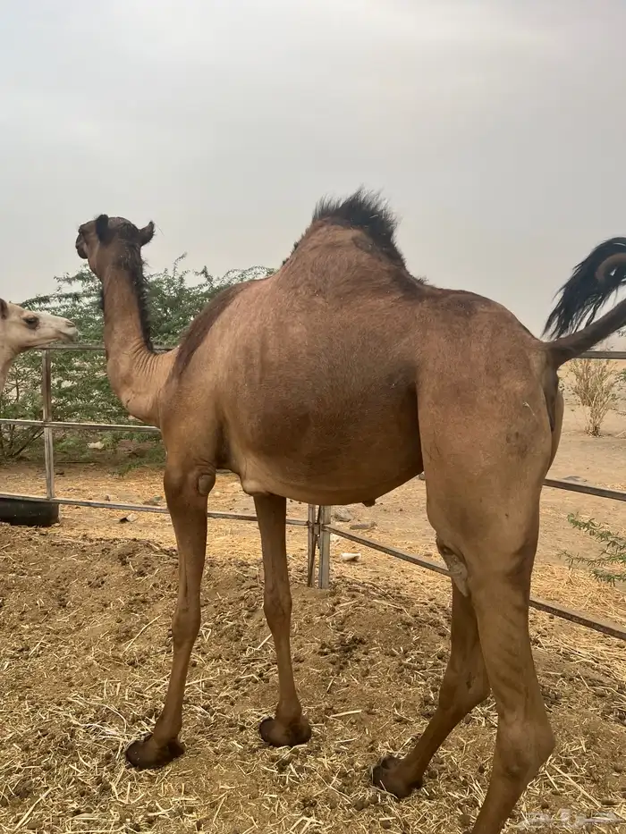 بكره لقحه 2