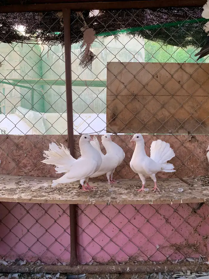 حمام زينه هزازي رقاص 13