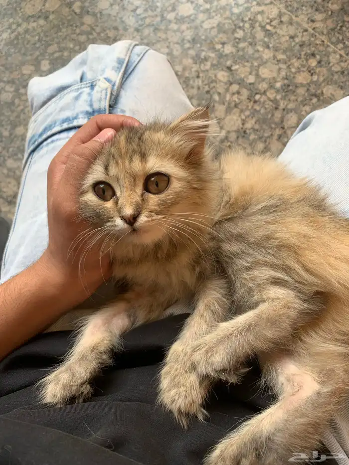 قطوه انثى للبيع 0