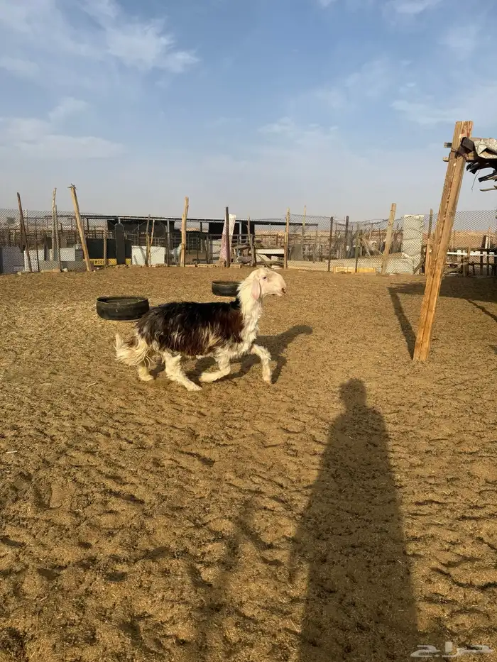 جذع اوثني نجدي احمر مشروع فحل غير مشروط 8