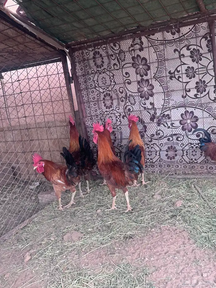 ديكه للبيع 0