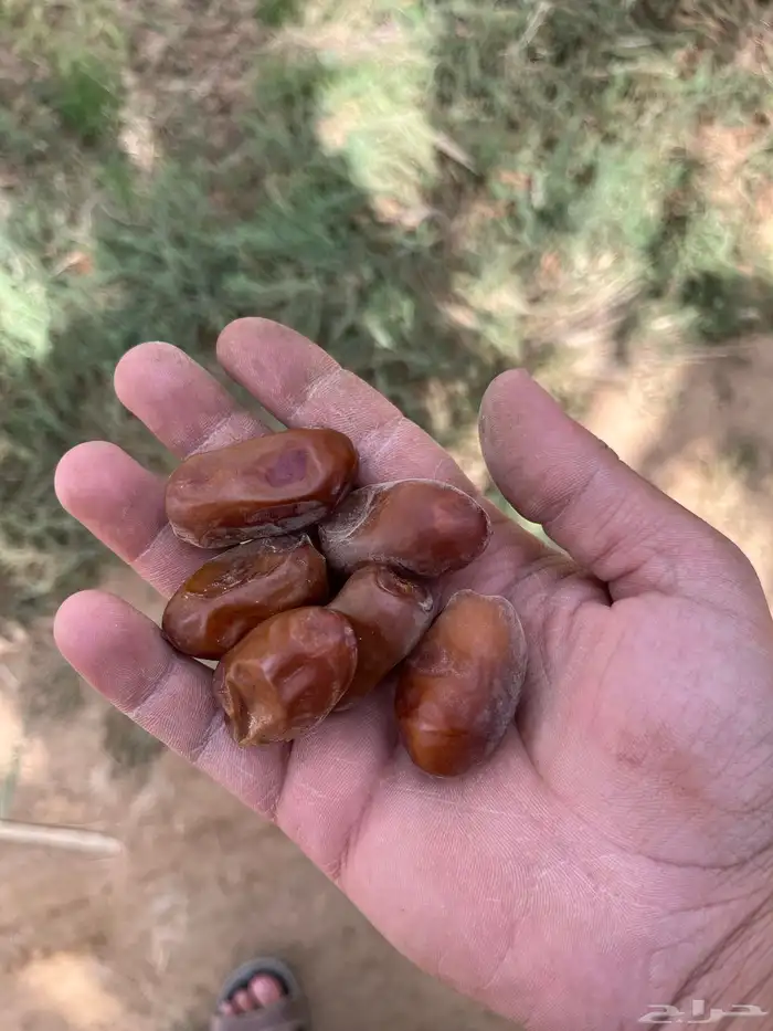 للبيع تمر سري الموقع  الجوبه 4