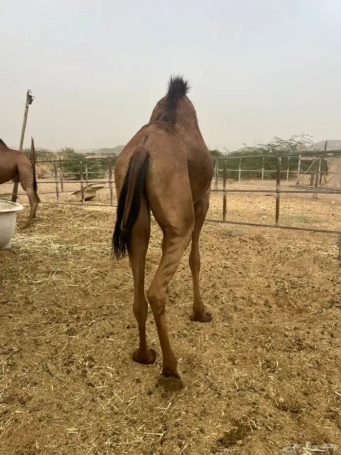 بكره لقحه 6