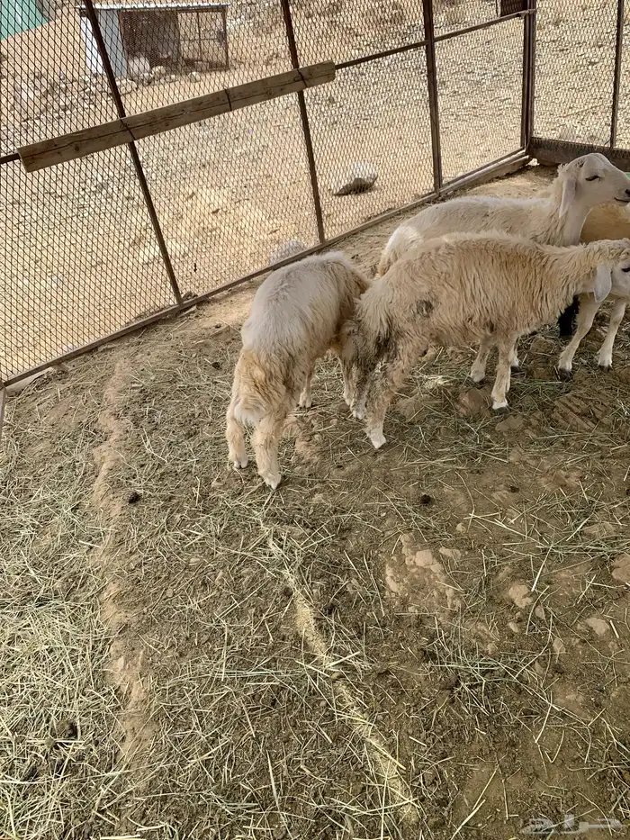 طليان وا رخال 2