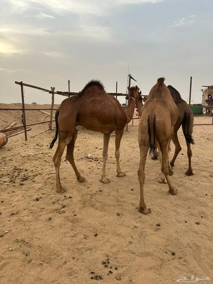 بكار سواحل طيبات منوة القناي 10