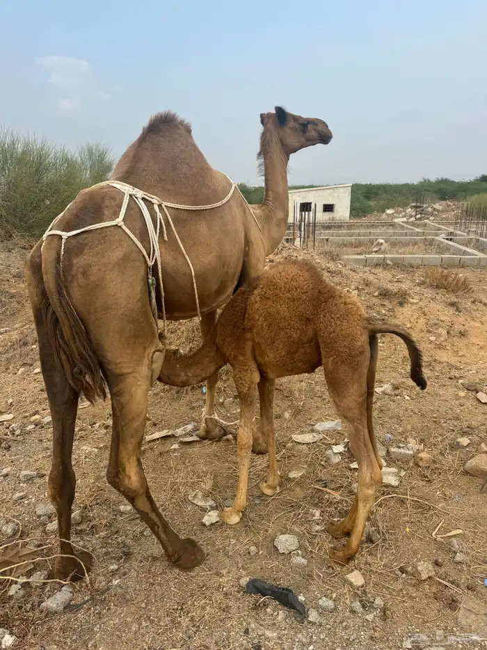 ناقة ساحلية 0