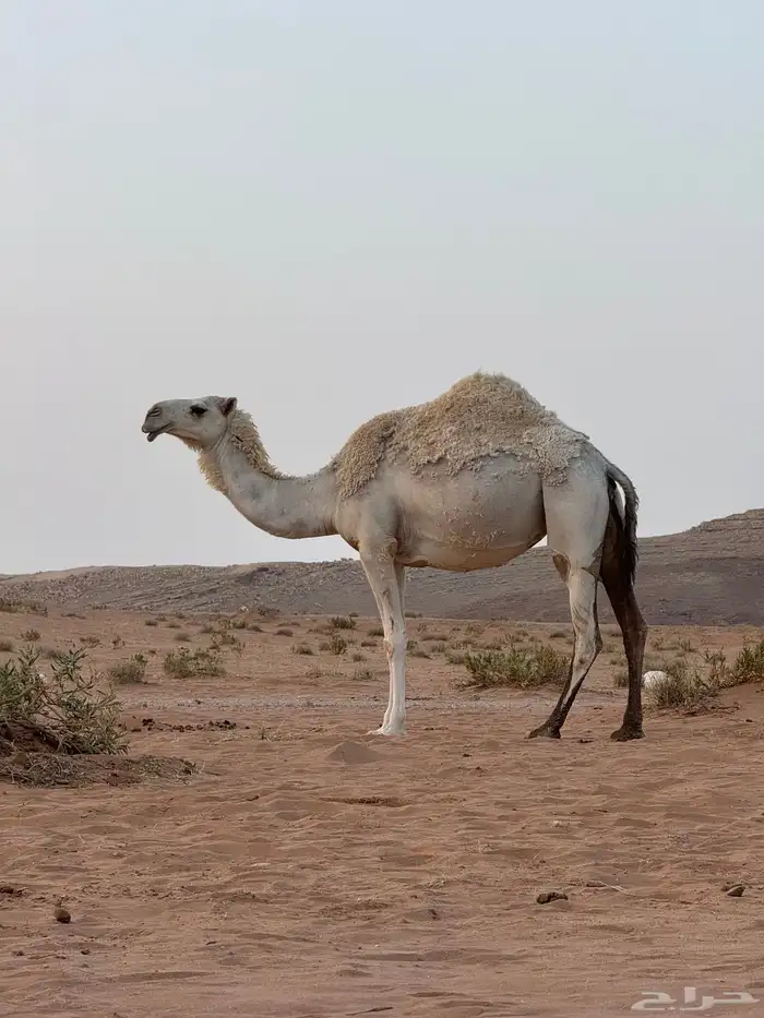 لقحه وضحا 2