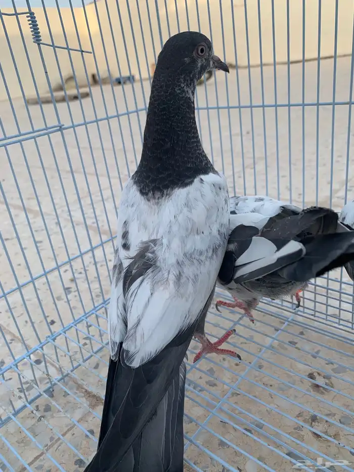 طبة تيدي 4