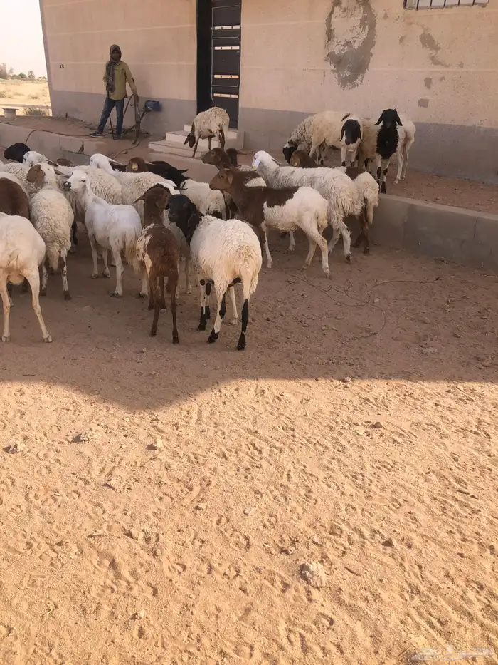 بيع برابر مهاجين 3