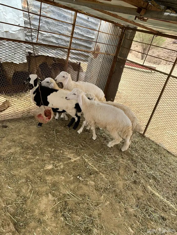 طليان وا رخال 5