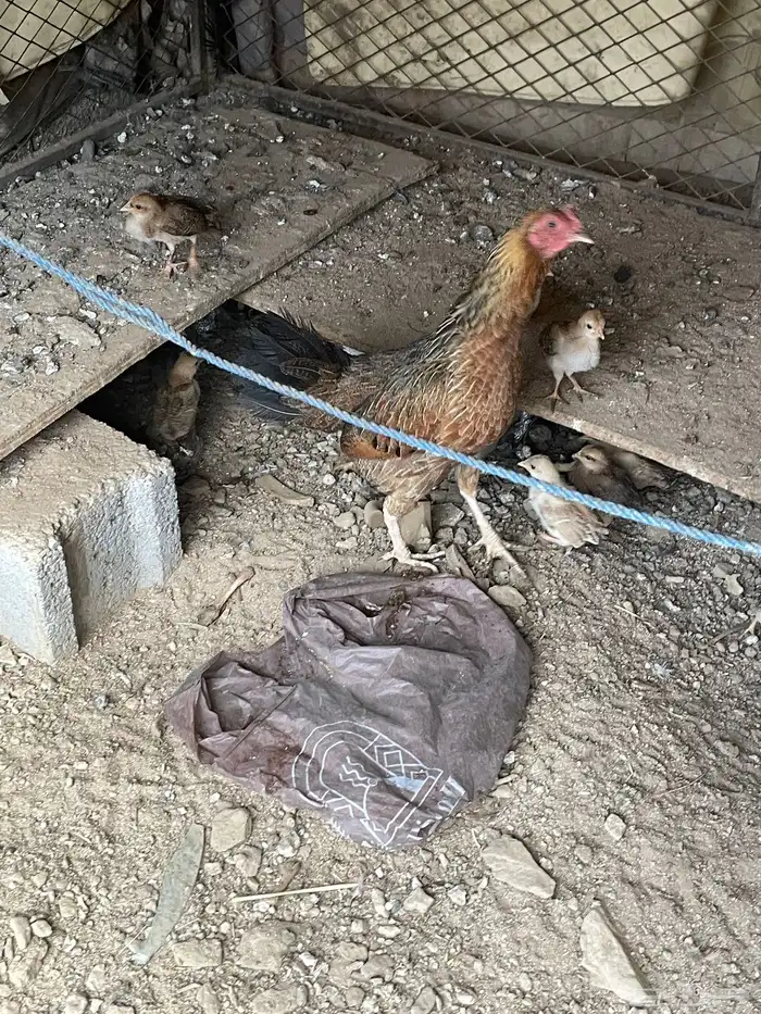دجاجة عليها 4 فروخ 0