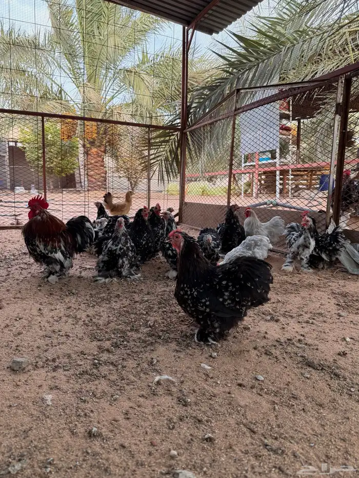 ديوك ودجاج كوشن 8