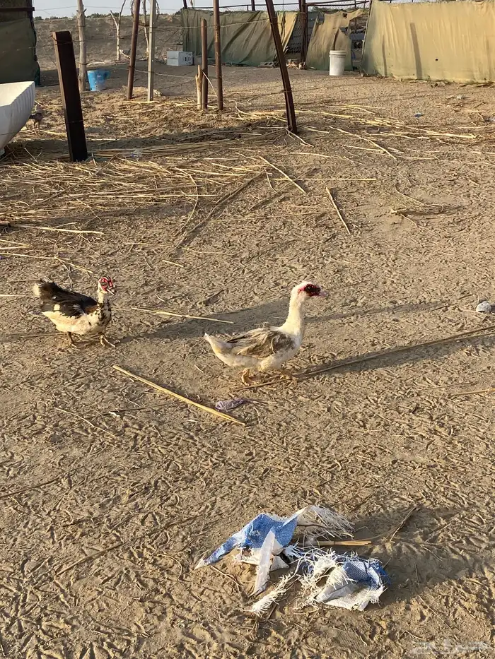 القنفدة القوز 5