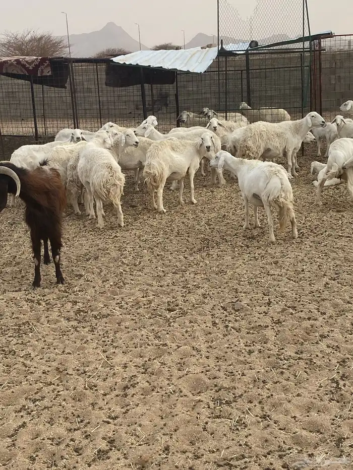 غنم حريات طيبه خلفات ودفيع بفحلها 1