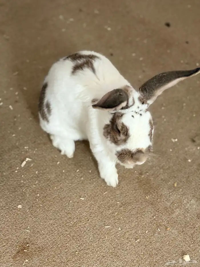 Rabbit for free adoption 1