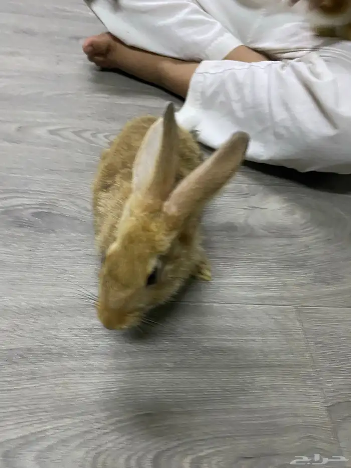 ارانب للبيع 9