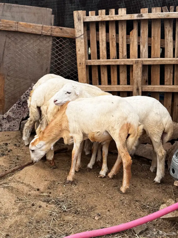ذبايح رفيدي بلدي 0