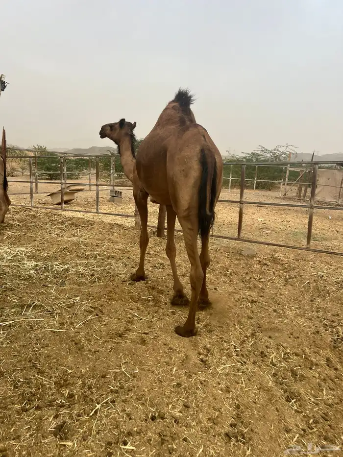 بكره لقحه 7