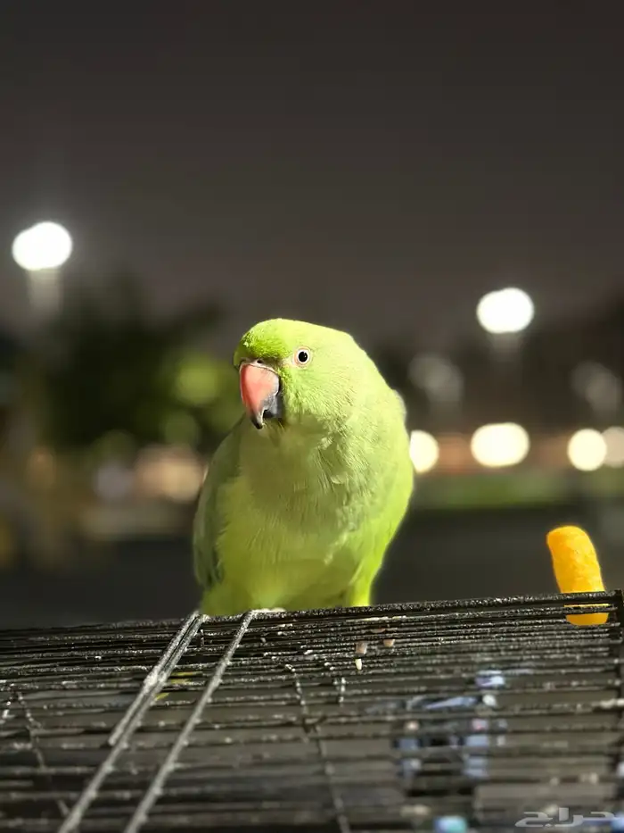 دره أنثى للبيع 4