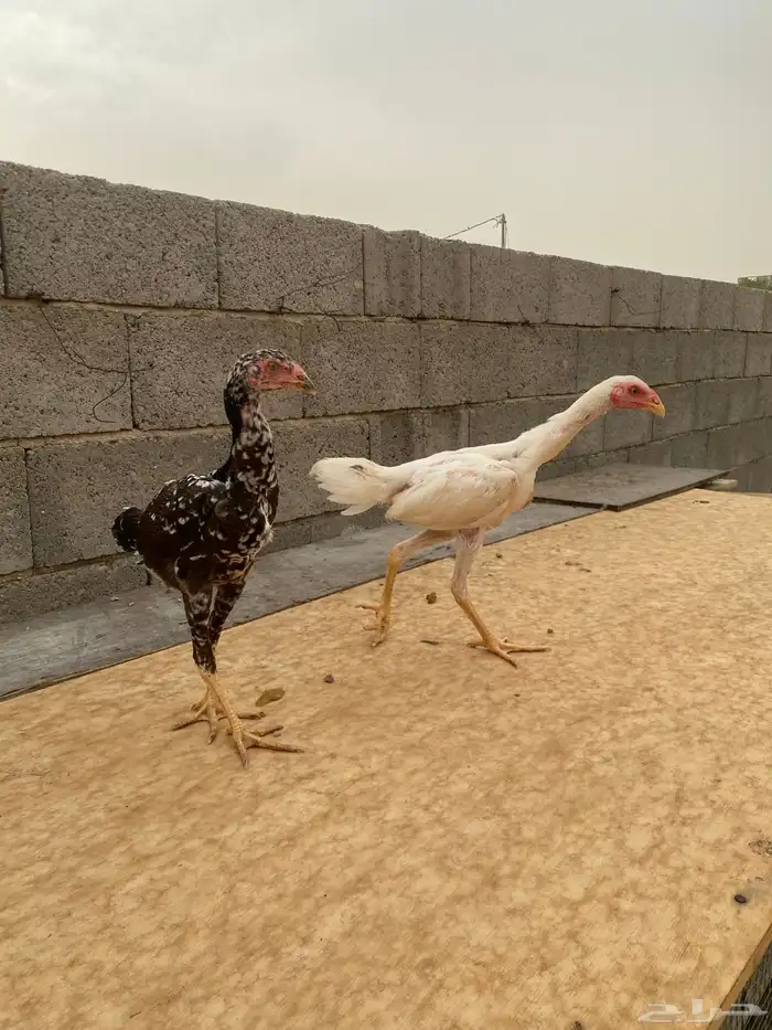فروخ سندي 0