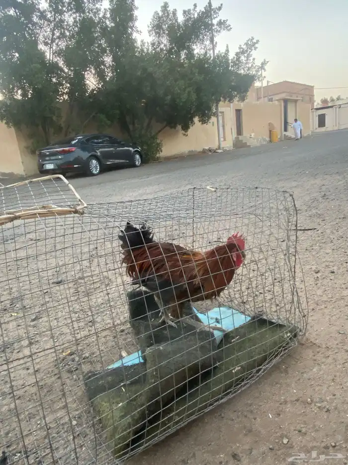 ديك للبيع 0