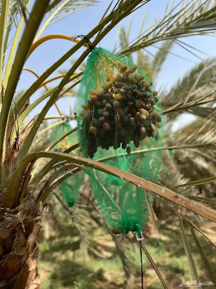 للبيع تمر سري الموقع  الجوبه 3