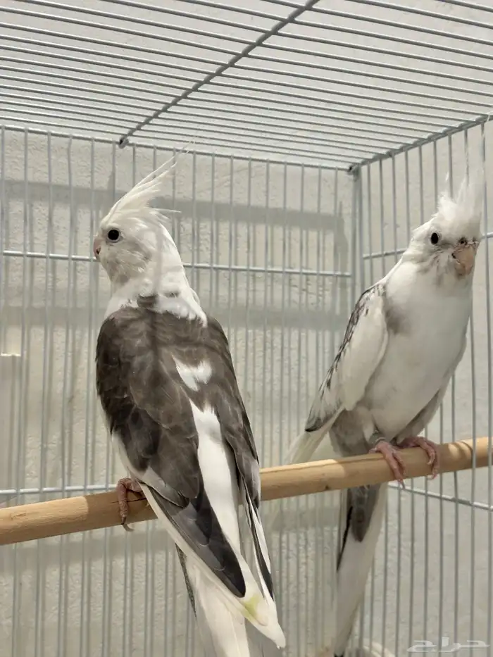 للبيع زوج كروان متنج Whiteface Pied 0