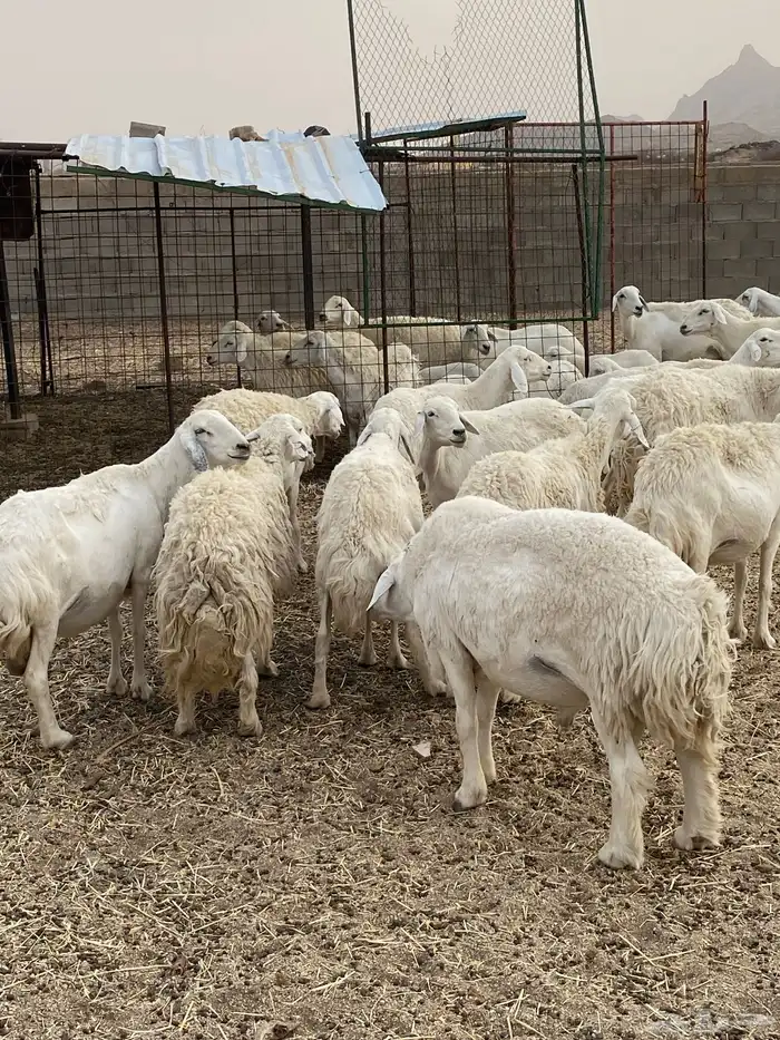 غنم حريات طيبه خلفات ودفيع بفحلها 4