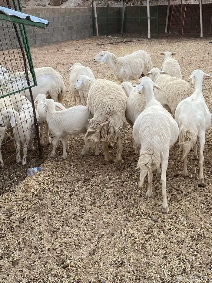 غنم حريات طيبه خلفات ودفيع بفحلها 3