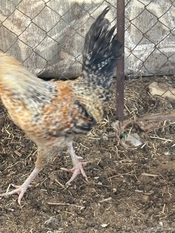 للبيع ديك عدد أربعة 0