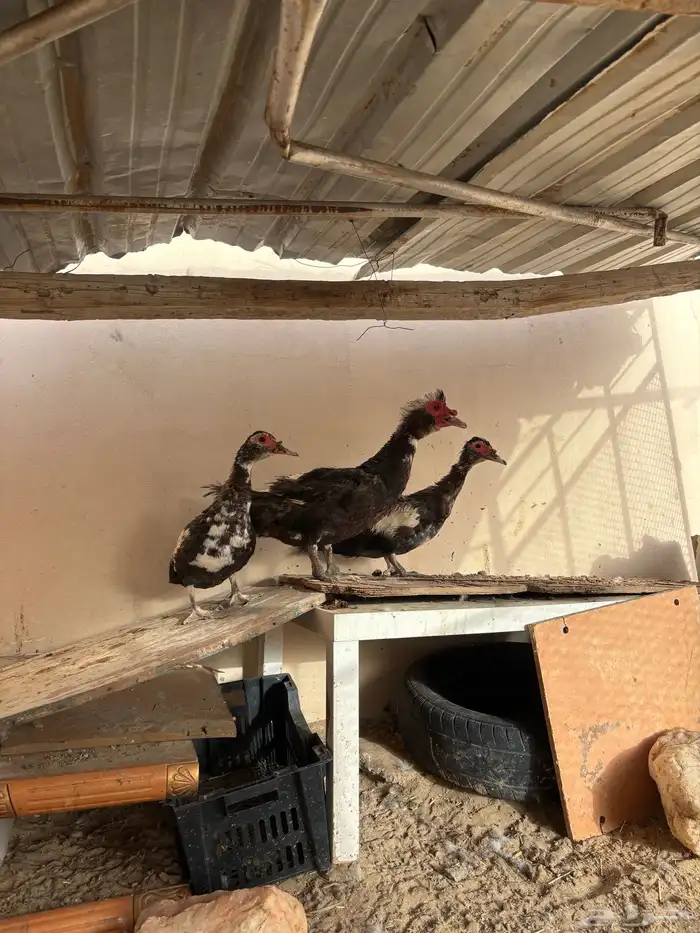 طقم بط مسكوفي 1