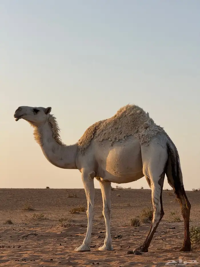 لقحه وضحا 0