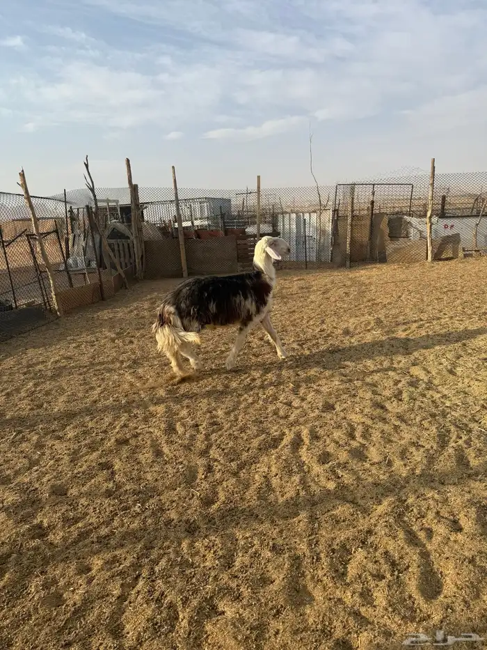 جذع اوثني نجدي احمر مشروع فحل غير مشروط 7
