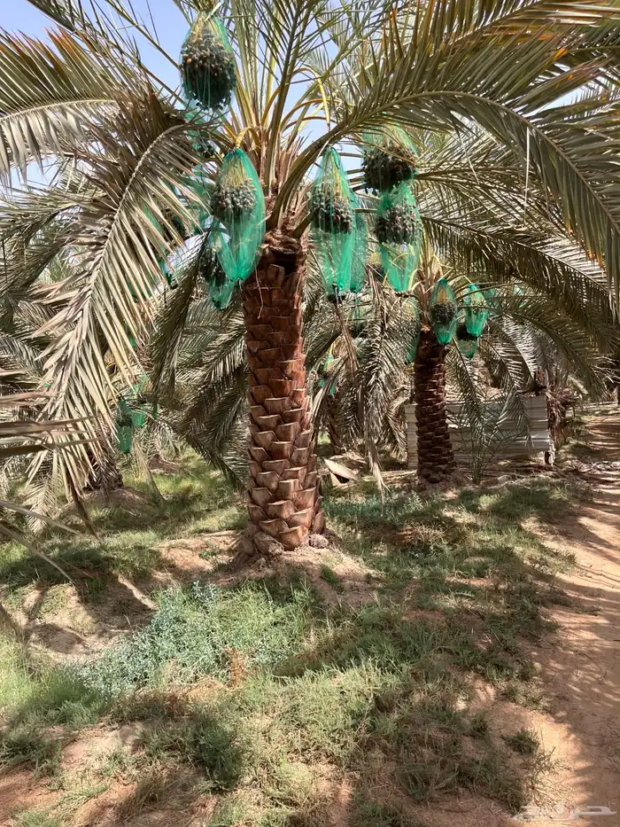 للبيع تمر سري الموقع  الجوبه 1