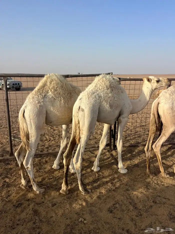 حشو قعدان 1