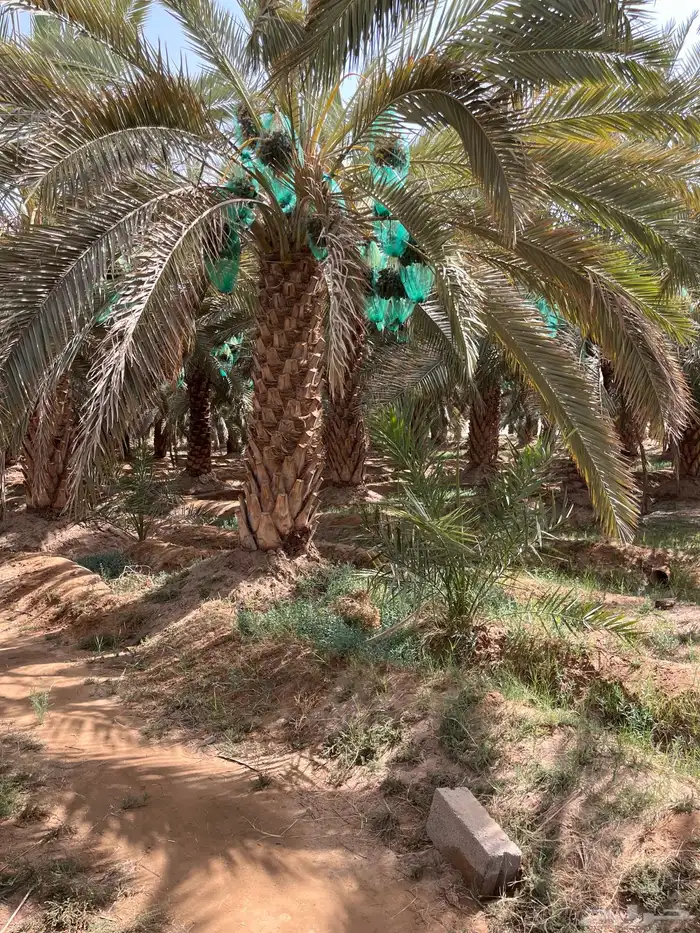 للبيع تمر سري الموقع  الجوبه 2