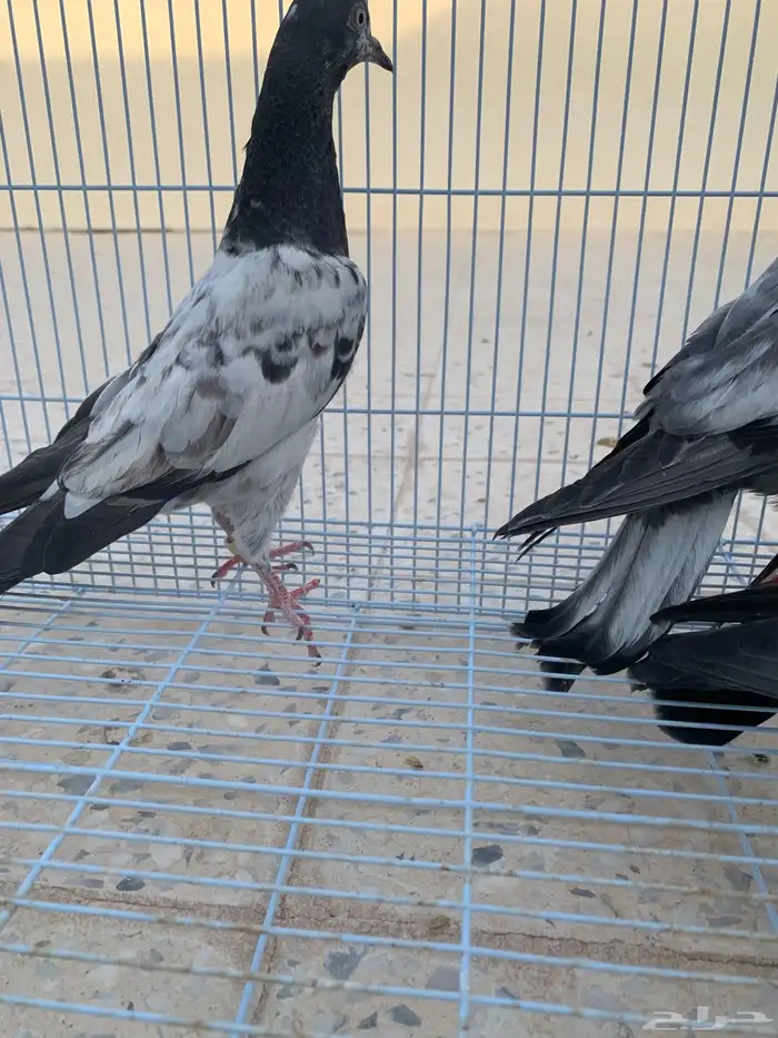 طبة تيدي 7