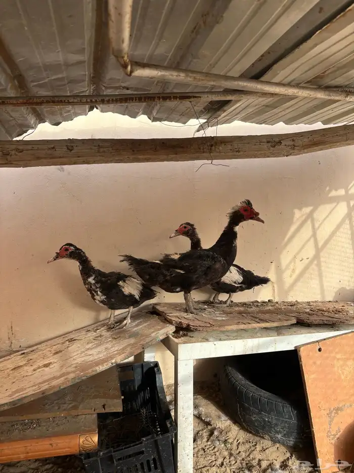 طقم بط مسكوفي 0