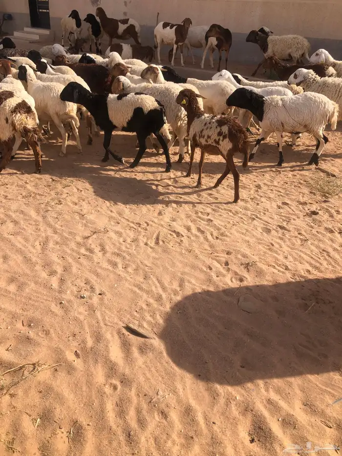 بيع برابر مهاجين 1
