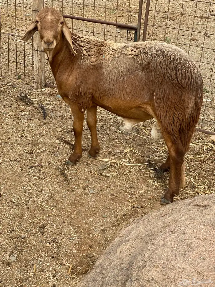 سواكن حمري جبر ووسط 0