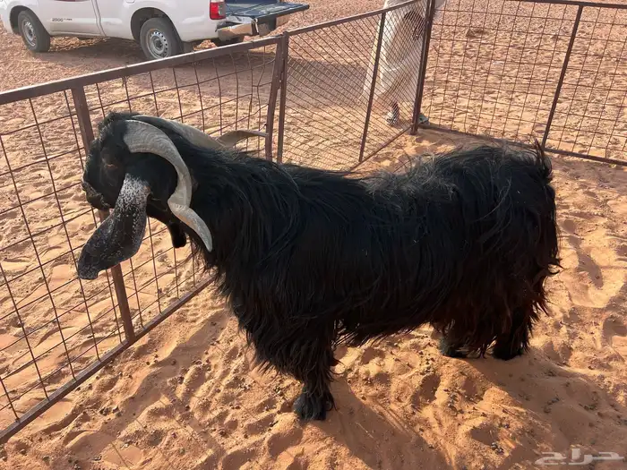 تيس رباع طيب جدا 1