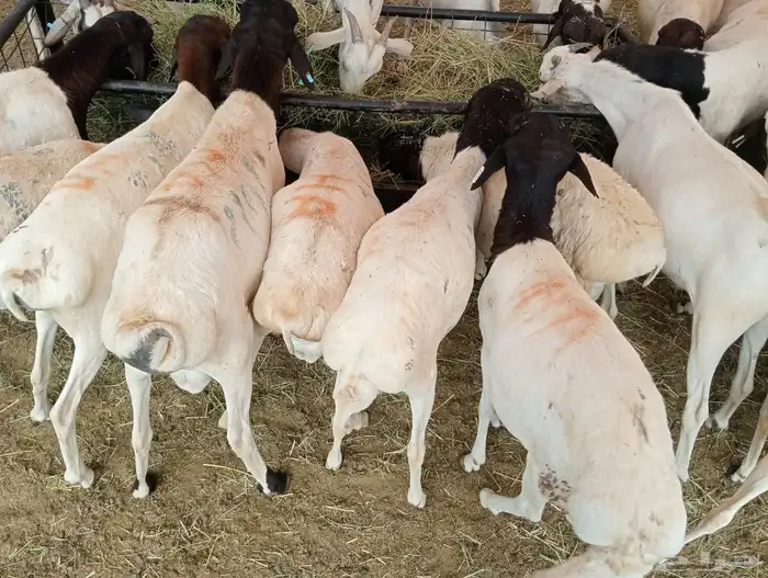 برابر وتيوس مرباه للجمله أوزان عاليه 2