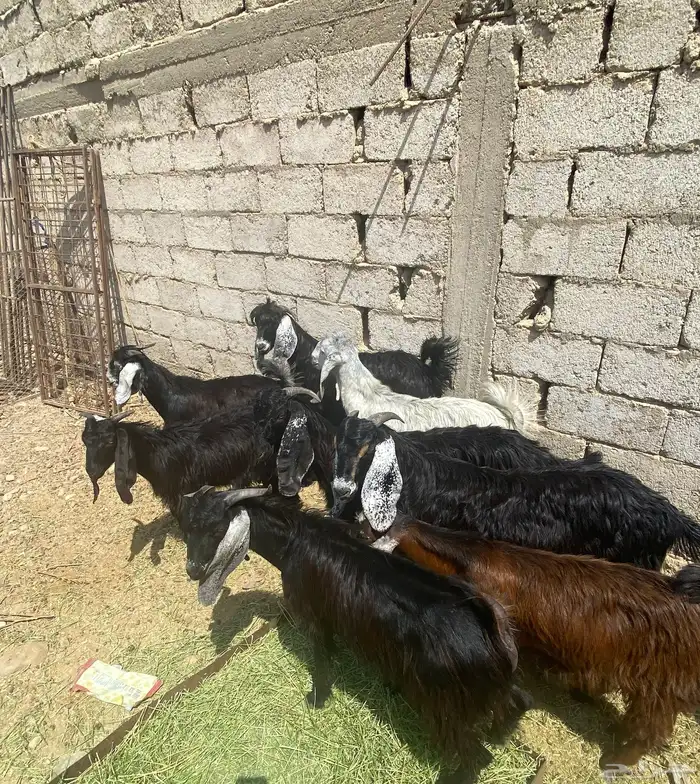 المويلح 2