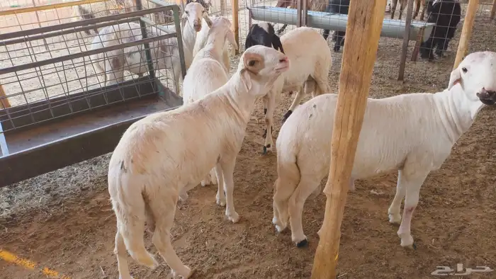 سواكن جذعان مرابي 0