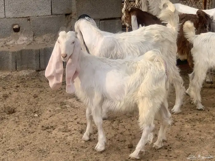 للبيع تيوس وجفار مندي نظيفه 4