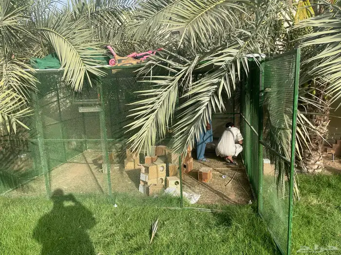 شبك بقلاوه اخو الجديد 4 في 3 2
