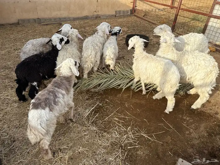 خرفان من ست شهور وفوق 0