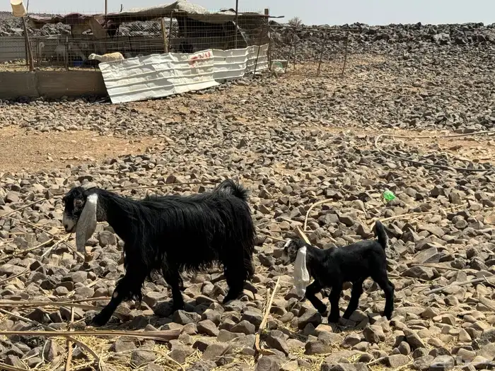 حريات ومعزا. تم البيع 2