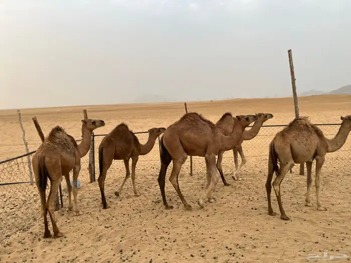 قعدان للبيع العدد 5 2